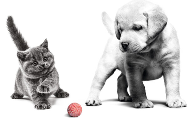 ส่องเทรนด์การเลี้ยงสัตว์ปี 2024 พร้อมเคล็ดลับเสริมโภชนาการอาหารให้น้องแมวน้องหมา จาก Royal Canin